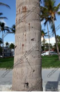 tree palm bark 0003